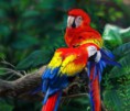 /album/fotogaleria/a745327-scarlet-macaw-p-jpg/